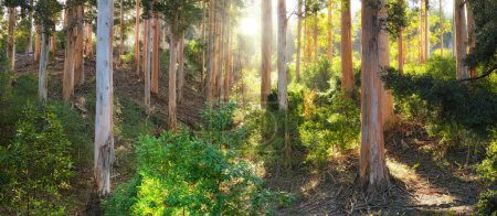 Photo for Forest, ecology and environment with trees, sunshine and grass with spring and natural. Empty, earth and countryside with landscape and woods with plants or growth with nature or green with fresh air. - Royalty Free Image