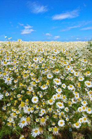 Photo for Chamomile, field or meadow with grass for flowers, plants or sustainable growth in environment. Sky in background, outdoor or landscape of nature, lawn or natural pasture for white daisies or ecology. - Royalty Free Image