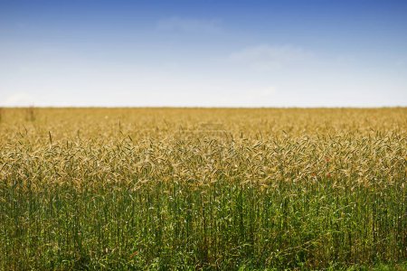 Photo for Mockup, wheat field and landscape of sky for countryside farming or eco friendly background. Sustainability, plant growth and gold grass or grain development on empty farm for agriculture or nature. - Royalty Free Image