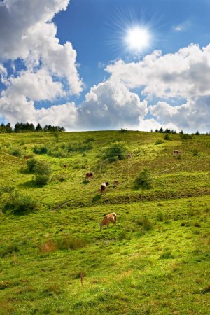Téléchargez les photos : Vaches, champ ou paysage de bovins sur herbe, campagne et ferme laitière pour une production durable. Écologie, élevage et vue d'ensemble du bétail, des animaux d'élevage et de la viande bovine, de la viande ou du lait dans la nature. - en image libre de droit