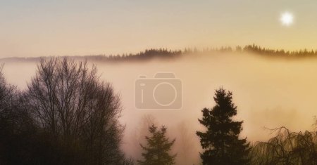 Téléchargez les photos : Paysage, ciel ou brouillard avec arbres ou hiver le matin froid pour le temps, le climat ou la nature en plein air. Soleil, paysages et brouillard forestier dans les bois pour le fond de l'écosystème, l'environnement ou l'habitat naturel. - en image libre de droit