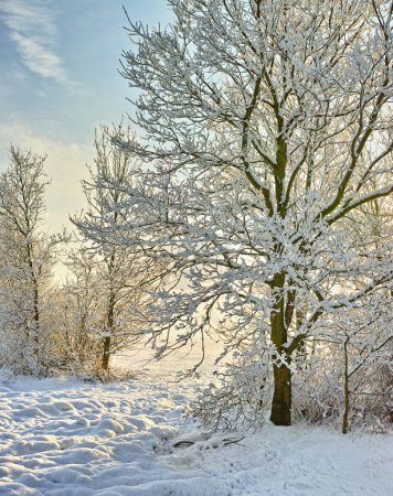Foto de Árboles, nieve en invierno y paisaje con naturaleza, ambiente y clima frío al aire libre. Terreno helado, antecedentes naturales con viajes o turismo, hielo con ubicación congelada o destino en Noruega. - Imagen libre de derechos