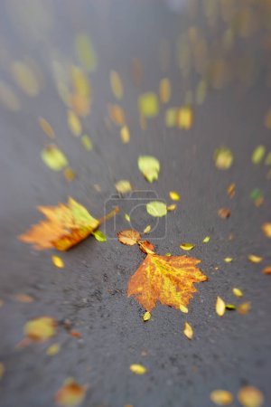 Photo for Autumn, leaves and ground or asphalt in outdoors, ecology and foliage in countryside. Plant, sustainable and fall season in botanical garden or environment, peace and calm for ecosystem and weather. - Royalty Free Image