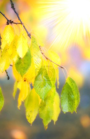 Téléchargez les photos : Automne, feuilles et branches dans la nature avec la lumière du soleil, la forêt et le changement climatique pour l'écologie et l'environnement. Arbres, croissance et jardinage avec des plantes, calme coloré et organique pour la paix dans le jardin. - en image libre de droit