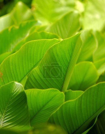 Photo for Green, leaves and growth in outdoor nature, peace and ecology in countryside or sustainable environment. Plant, ecosystem and botanical garden and biology in forest or woods, closeup and foliage. - Royalty Free Image