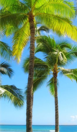 Téléchargez les photos : Palmier, plage et vacances tropicales pour l'aventure aux Maldives ou en été, en vacances ou en plein air. Plantes, environnement et île paradisiaque avec la lumière du soleil ou des sites touristiques pour un voyage de détente, station balnéaire ou pause. - en image libre de droit