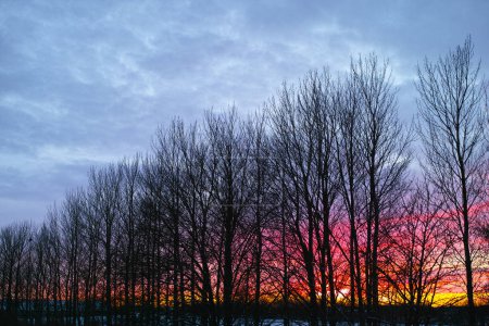 Photo for Trees, forest and sunset in nature environment or rural countryside with branches in winter, cold weather or field. Plants, horizon and cloudy sky in England meadow or grassland, outdoor or travel. - Royalty Free Image