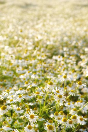 Photo for Daisies, field and countryside or flower foliage in spring or outdoor exploring or garden, sustainable or growth. Environment, blue sky and land in England or summer weather or flora, location or sun. - Royalty Free Image
