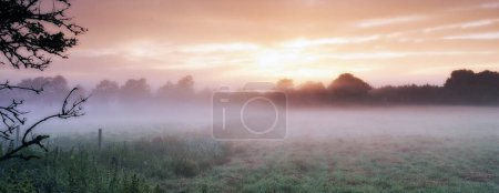 Photo for Farm, cereal plants and mist on field in morning, sunrise and wheat plant in sustainable environment. Countryside, sunshine or grain agriculture in england, crops or calm in rural ecology in nature. - Royalty Free Image