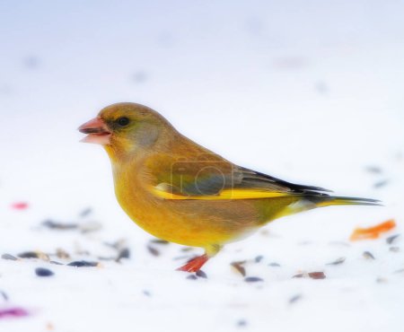 Photo for Bird, snow and nature with feather in natural environment for wildlife, ecosystem and fly outdoor. Animals, greenfinch and bills with color in habitat and standing for survival in winter weather. - Royalty Free Image
