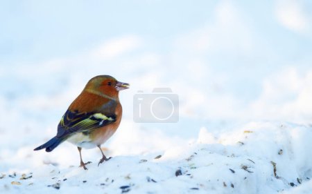 Bird, snow and nature with feather in natural environment for wildlife, ecosystem and fly outdoor. Animal, chaffinch and bill with wing and color in habitat and standing in winter with seed.