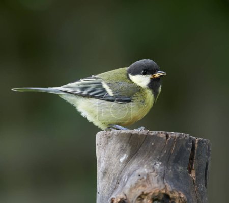 Foto de Great tit, bird and outdoors in summer time, avian wildlife in natural environment. Close up, nature or animal native to United Kingdom, perched or resting on wooden stump for birdwatching or birding. - Imagen libre de derechos