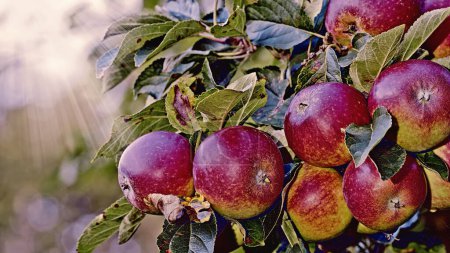 Photo for Apple, tree and closeup of fruit with leaves outdoor in farm, garden or orchard in agriculture or nature. Organic, food and farming in summer with sustainability, growth and healthy environment. - Royalty Free Image