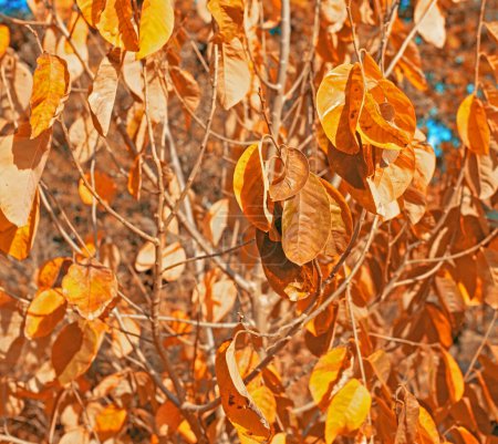 Photo for Leaves, plants and autumn or branches in forest for fall weather in garden countryside, foliage or vegetation. Woods, nature and outdoor flora or growth in England park or closeup, spring or season. - Royalty Free Image