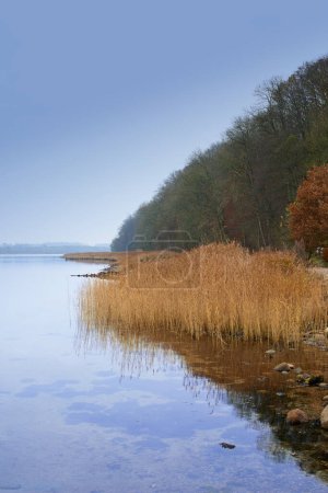 Foto de Lago, hierba y bosque con paisaje en el horizonte con el cielo azul, el medio ambiente natural y el agua en Amsterdam. Pantano, humedal y caña para la sostenibilidad, bosques y ecología en verano en el campo. - Imagen libre de derechos