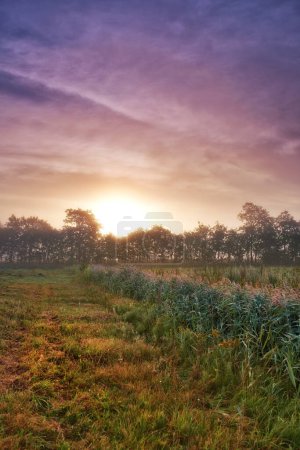 Photo for Wheat field, grain and farm with sunrise fog for harvesting production or small business for plant, growth or environment. Countryside, forest and mist in rural Thailand or summer, outdoor or travel. - Royalty Free Image