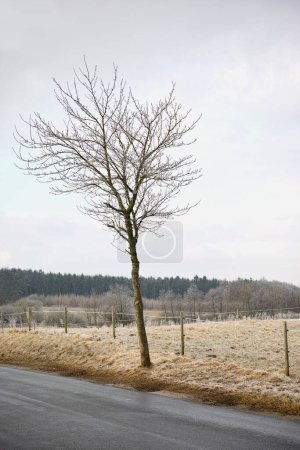 Photo for Countryside, travel and tree with road in winter for route to destination or location outdoor. Earth, sky and asphalt street in nature for holiday, vacation or weekend getaway in cold or wet season. - Royalty Free Image