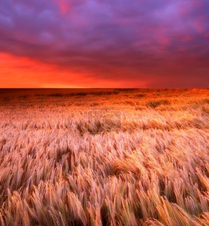 Photo for Landscape, sunset and agriculture with wheat field, sky and environment for travel in countryside. Plant, grain and crops with red horizon for natural background, sun and nature for sustainability. - Royalty Free Image