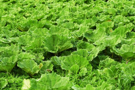 Photo for Vegetable, green leaf and agriculture environment in nature or small business production, countryside or sustainable. Gardening, supplier and farming lettuce or organic supply chain, leaves or grow. - Royalty Free Image