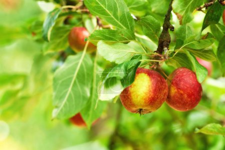 Photo for Red apples, tree and farm for agriculture, summer season and garden for countryside orchard and plant. Fruit, nature and leaf in outdoor, environment and nutrition for healthy diet in organic harvest. - Royalty Free Image