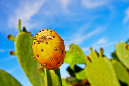Photo for Outdoors, nature and prickly pear cactus in wild, sustainable environment and peaceful ecosystem. Plant, closeup and native succulent or leaves in Hawaii, blue sky and botany in forest or desert. - Royalty Free Image