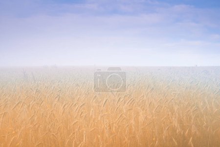 Photo for Wheat field, fog and blue sky or nature environment or grain harvesting or crop production, countryside or morning. Grassland, mist and outdoor in rural Thailand for agriculture, business or foliage. - Royalty Free Image