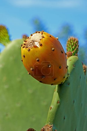 Photo for Outdoors, tree and prickly pear cactus in desert, sustainable environment and peaceful ecosystem. Plant, closeup and native succulent or leaves in Hawaii, nature and botany in forest or wilderness. - Royalty Free Image