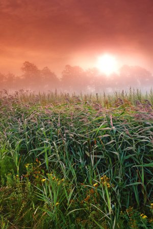 Photo for Wheat field, crop and farm with sunrise fog for harvesting production or small business for plant, growth or environment. Countryside, forest and mist in rural Thailand or summer, outdoor or travel. - Royalty Free Image