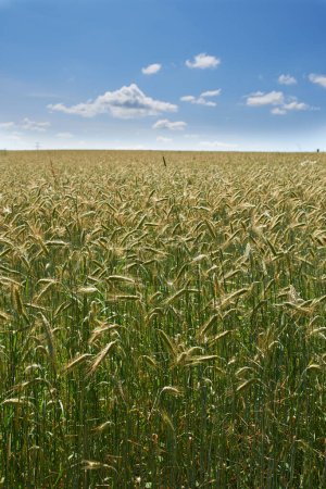 Téléchargez les photos : Blé, champs et ciel bleu dans la nature pour l'agriculture, la croissance durable et la récolte de céréales dans les campagnes. Conservation, herbe et paysage naturel pour l'écologie, l'environnement et les terres agricoles au Danemark. - en image libre de droit