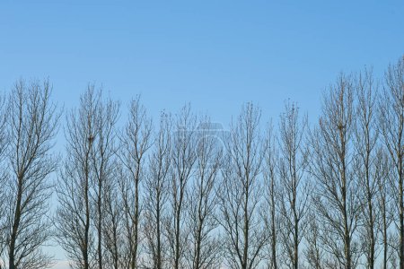 Téléchargez les photos : Hiver, forêt et rangée d'arbres sur ciel bleu dans la nature avec des branches et un environnement calme. Cour, jardin et bois en plein air dans le parc avec des plantes sans feuilles dans le climat froid et le matin à la campagne. - en image libre de droit