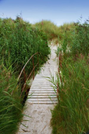 Photo for Wood, bridge and grass in nature for travel, environment and beach destination for summer. Wooden pier, dock or path to ocean, green leaves or bush in location for adventure with perspective outdoor. - Royalty Free Image