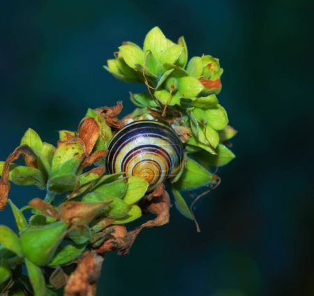 Photo for Snail, shell and plant closeup in nature on leaf stem, greenery pest for gardens and vegetation. Spring, botany and biodiversity, ecology and environmental mollusk for earth day for eating flora. - Royalty Free Image