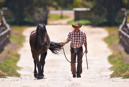 Cowboy, leading or horse by reins on farm for walk or colt training on western ranch in country. Strong, stallion or healthy animal of american quarter thoroughbred, outdoor and exercise for bonding.