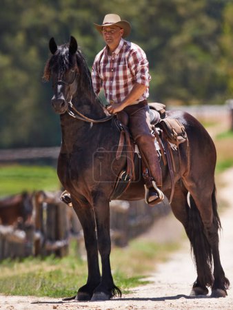 Cowboy, farm and relax on horse in outdoor, wellness and equestrian sport on western ranch. Strong, stallion and jockey on healthy animal or arabian colt, friends and bonding together for training.