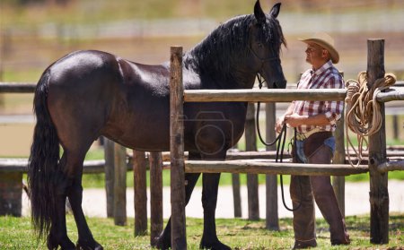 Téléchargez les photos : Cowboy, cheval et ensemble à la ferme dans la nature, la fierté et le lien sur ranch de l'Ouest dans le pays. Animal fort, étalon ou en bonne santé du quartier américain pur-sang, en plein air et calme par entraîneur au Texas. - en image libre de droit