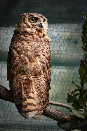 Photo for Animal, zoo and tree with owl in nature for environment, wildlife and predator. Farm, endangered species and habitat with bird in outdoors of park sanctuary for curious, mammal and exotic aviary. - Royalty Free Image