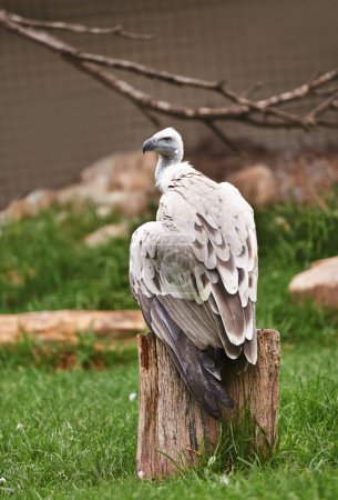 Vulture or bird, stump and sit outdoor in nature with feathers, landscape or farm to hunt. Wildlife, carnivore animal or birds of prey in zoo environment with wooden and grass in countryside.