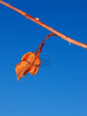 Photo for Blue sky, orange leaf in autumn for seasonal change or fall foliage for nature and environment. Harvest season, clear and peace for tranquility, golden or rustic and natural flora with birds above. - Royalty Free Image