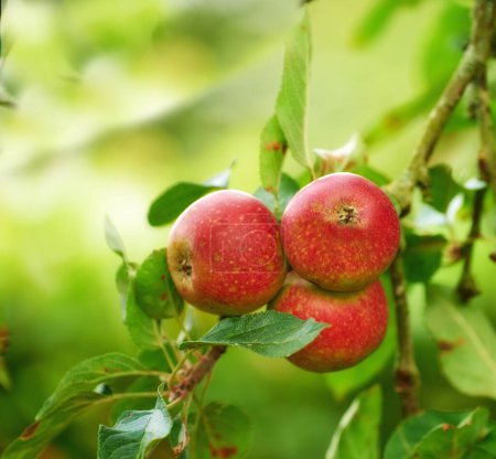 Photo for Red apples, orchard and trees with nature, countryside and summer with garden and leaves. Fruit, eco friendly and sunshine with growth and agriculture with farmland or food with plants or ecology. - Royalty Free Image