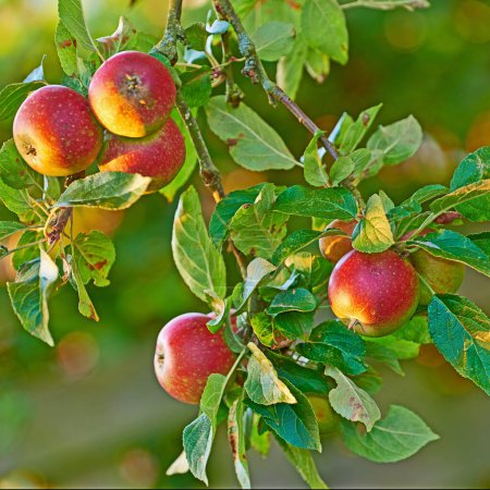 Photo for Season, leaves and fresh apples in nature, hanging and branch in tree for raw food in farm. Organic, plants and agriculture for growth, South Africa and export fruit as commercial production. - Royalty Free Image
