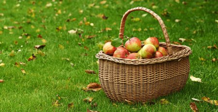 Photo for Apple, basket or leaf on lawn for fall, harvest or countryside for health, food or agriculture. Organic, fruit and grass in autumn on sustainable, farm and orchard for natural eco friendly nutrition. - Royalty Free Image