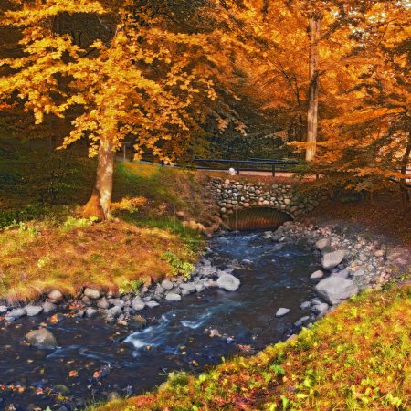 Photo for Autumn, landscape and trees in river with bridge, woods and natural environment with leaves, plants and rock. Stream, water and forest with growth, sustainability and ecology with grass in Denmark. - Royalty Free Image