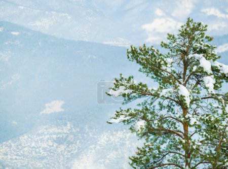 Téléchargez les photos : Neige, arbres et forêt d'hiver ou de montagne pour une aventure de trekking par temps froid, environnement ou gel. Bois, colline et Alpes suisses dans la nature paysage pour explorer en plein air ou de la glace, le gel ou Voyage. - en image libre de droit