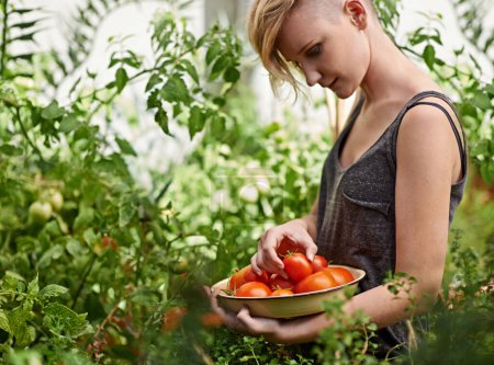 Photo for Agriculture, farm and woman with tomatoes in garden for growth, health or summer sustainability. Food, nature and spring with confident young person farming or picking vegetables in greenhouse. - Royalty Free Image