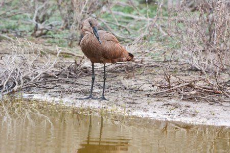 Bird, water and river in natural habitat for conservation, ecosystem and environment for wildlife. Hammerhead or hamerkop, Africa and wetland in Madagascar, nature and feathered animal in lake