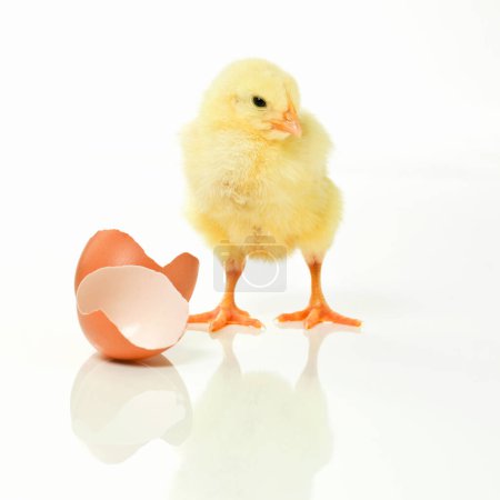 Téléchargez les photos : Nouveau-né, poulet et œuf en studio avec isolé sur fond blanc, mignon et petit animal en jaune. Bébé, poussin et élever pour l'agriculture, la nature et le bétail pour la durabilité. - en image libre de droit