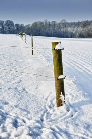 Photo for Winter, landscape or fence with nature or snow on frozen morning for weather, climate or cold season. Alaska, roadside or wild plants in woods for ecosystem background, environment or natural habitat. - Royalty Free Image