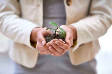 Hände, Pflanze oder Frau mit Blatt für grünes Geschäft, Boden oder Landwirtschaft, Start-up oder Wirtschaftswachstum in Nahaufnahme. Nachhaltigkeit, Zukunft oder Unternehmer-Zoom mit Rechenschaftspflicht, Finanzierung oder ngo-Unterstützung.