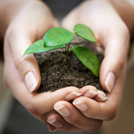 Hände, Erde und Frau mit Pflanze für den Tag der Erde, Zukunft oder Öko-Geschäft, Finanzierung oder Unterstützung Nahaufnahme. Recycling, Nachhaltigkeit oder weibliche Freiwillige mit Blattwachstum für Landwirtschaft, Klimawandel oder ngo.