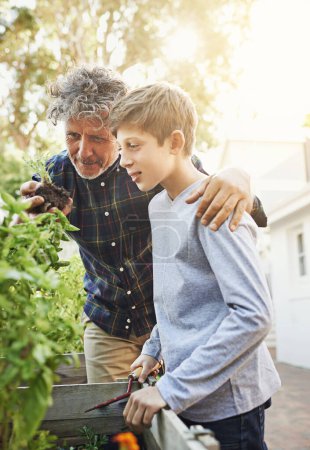 Photo for Gardening, plants and grandfather teaching kid on greenery growth, development and environment. Agro, eco friendly and boy child learning horticulture with senior man outdoor in backyard for hobby - Royalty Free Image